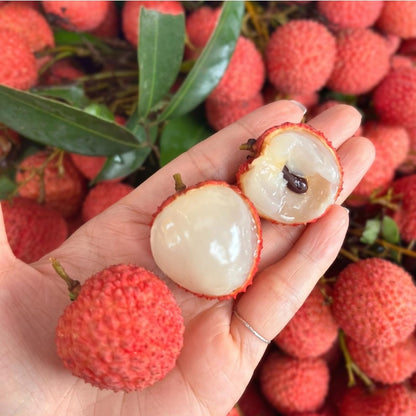 10Pcs Suitable for novice planting Lychee Seeds blend harmoniously with courtyard landscape layouts and subtropical ornamental tree groupings