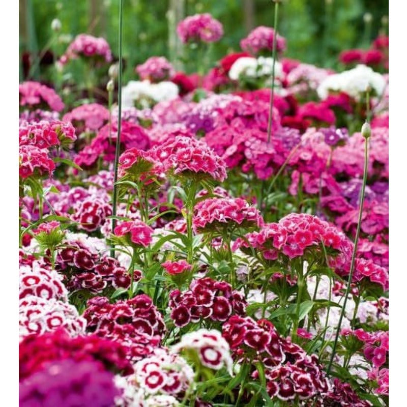 400Pcs Dianthus Seeds thrive wonderfully under full sun and well circulated open air surroundings