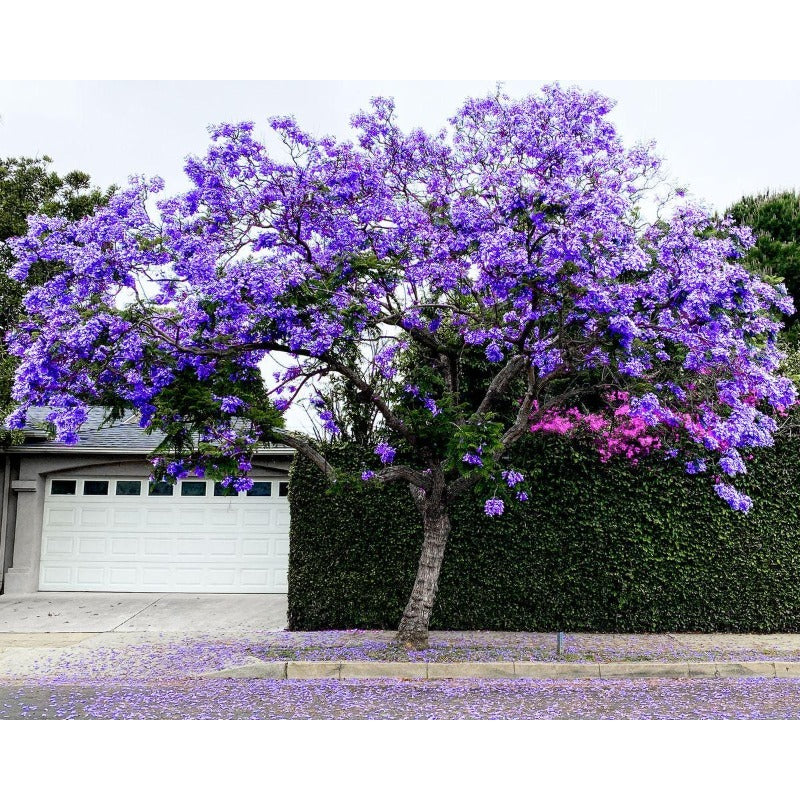 50pcs With Jacaranda Tree Seeds, Quick Growing Subtropical Tree for Outdoor Yard