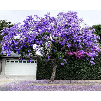 50pcs With Jacaranda Tree Seeds, Quick Growing Subtropical Tree for Outdoor Yard