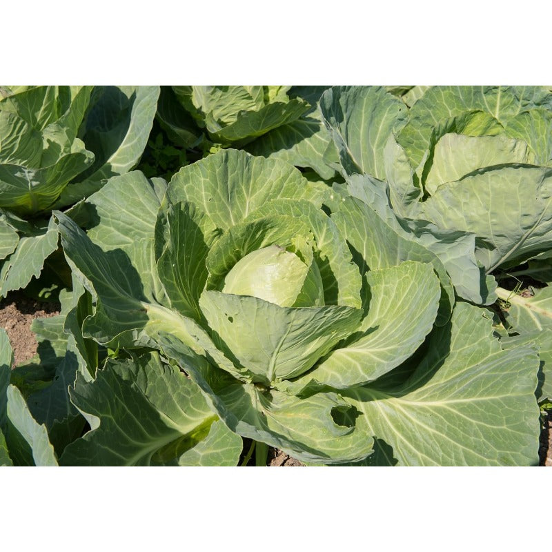 200pcs Cabbage Seeds for Planting Heirloom, Non-GMO easy care