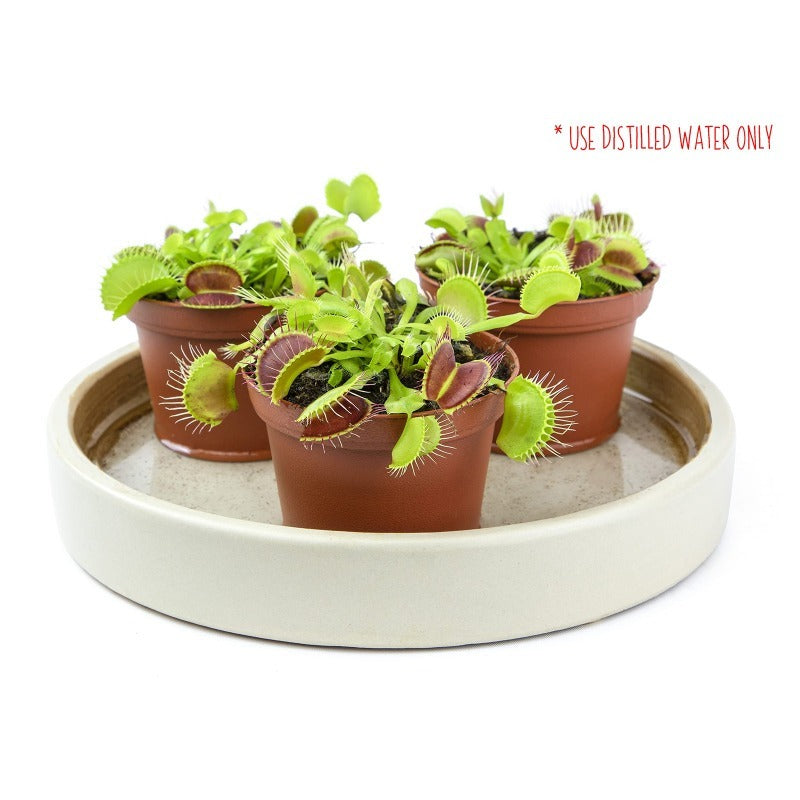 300pcs Venus-Fly-Trap Seeds Easy To Grow Works Well In Humidity Controlled Home Growing Environments Easily