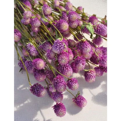 100pcs Gomphrena Seeds for planting in residential garden beds and private yard corner spaces
