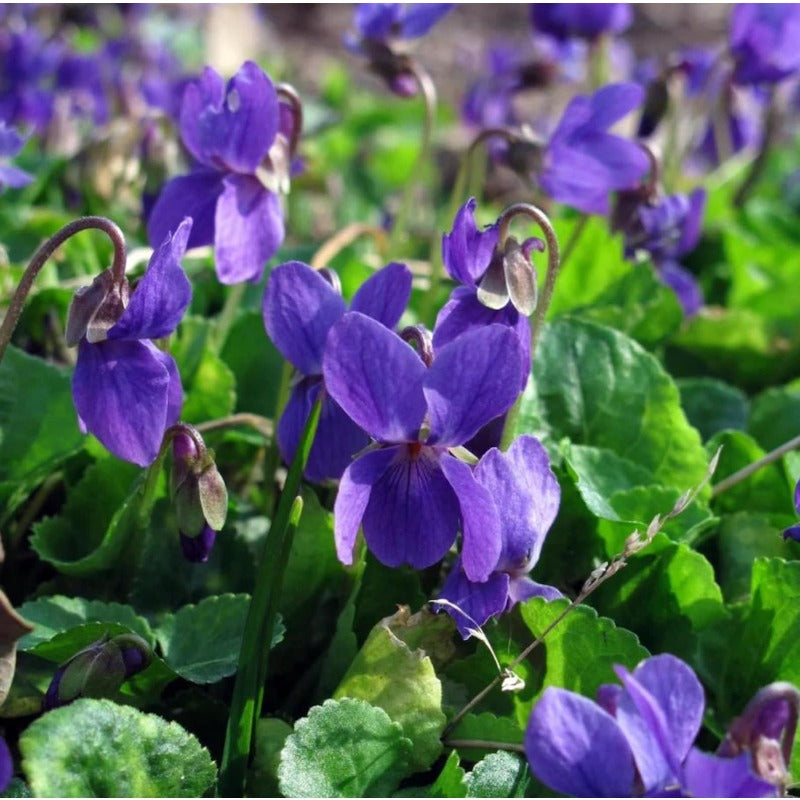 500pcs Common Blue Violet Seeds for Planting Non GMO Perennial Garden Seed Pack