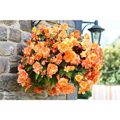 255Pcs Hanging Weeping Begonia Seeds Double Pink Blooms, Shade Garden Flowers