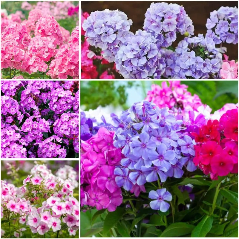 500pcs Creeping Phlox Seeds for planting in residential rock garden areas and private slope courtyard spaces