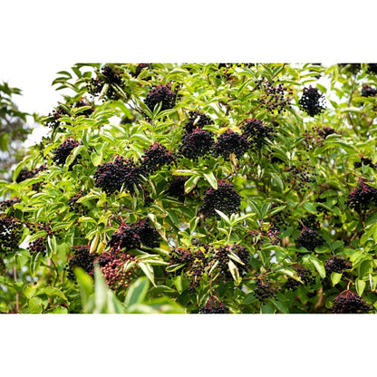 200Pcs Elderberry Seeds Friendly For New Growers With Reliable Germination And Stable Vigor