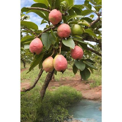 99Pcs Pink Guava Seeds Red Guava Fruit Garden Seeds