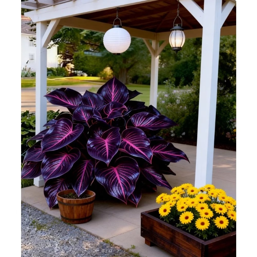 100pcs Hosta Seeds Mix for Planting, Mixed Colors,Dual Use for Ground Cover & Pots, Create Cool Shaded Garden Outdoor