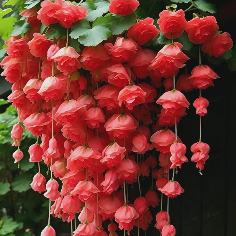 300Pcs Weeping Begonia Seeds, Mixed Hanging Basket Flowers, Colorful Garden Plant
