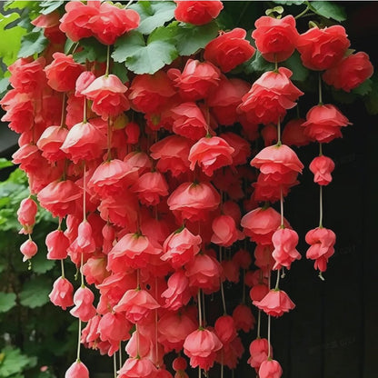 300Pcs Weeping Begonia Seeds, Mixed Hanging Basket Flowers, Colorful Garden Plant