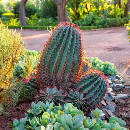 100pcs Suitable for beginner planting Cactus Seeds flourish in ordinary well-drained potting soil suited for container ornamental cultivation