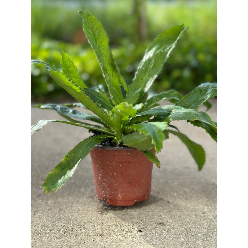 200pcs Straightforward Growing Culantro Seeds ideal for lining garden bed perimeters, container edges and shaded patio grounds
