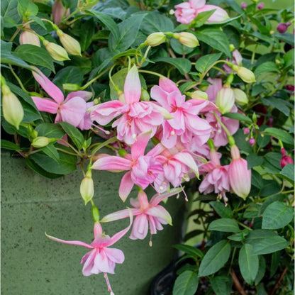 100pcs Rapid Development Ornamental Fuchsia seeds Blooms for Outdoor Planting