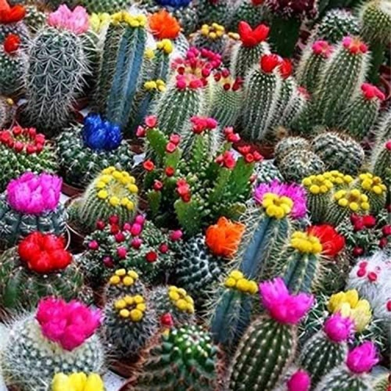 100pcs Cactus Seeds Friendly for new gardeners grow into full compact sculptural form with steady seasonal growth renewal