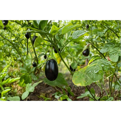 200pcs Black Beauty Eggplant Seeds: Heirloom Organic High Yield Vegetable Garden Planting