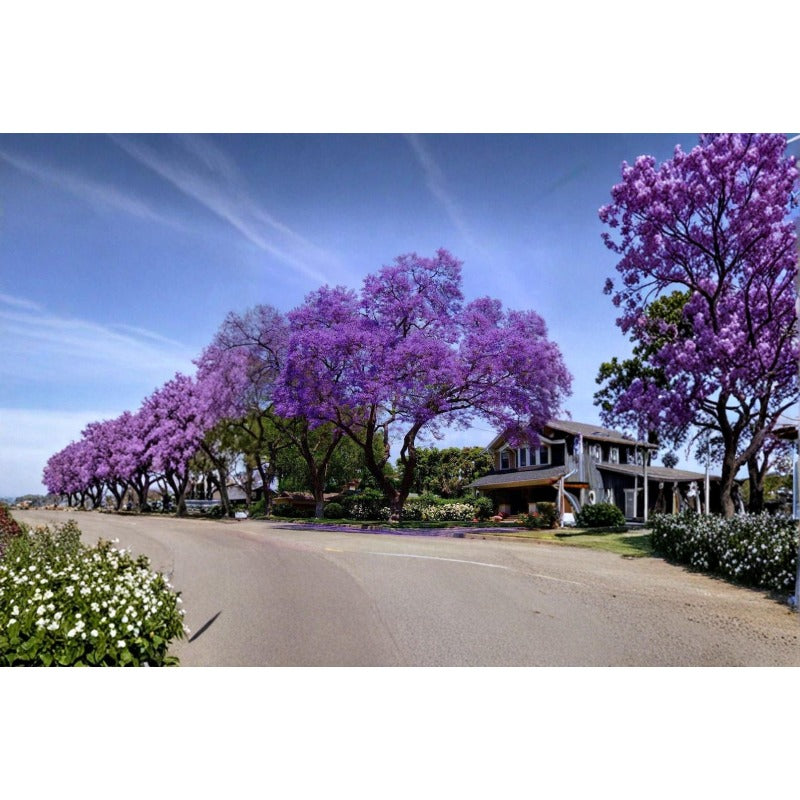 48Pcs Blue Jacaranda Tree Seeds for Planting Ornamental Flowering Tree Seeds