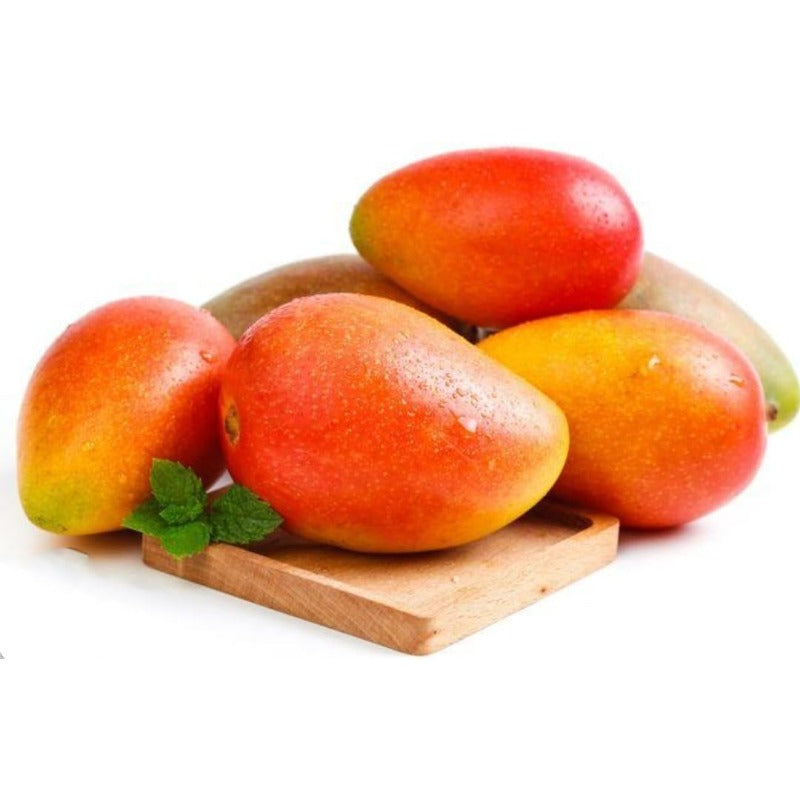 1Pcs Mango Seeds Easy to Maintain ideal for long term fixed planting in courtyard landmark spaces and large garden areas