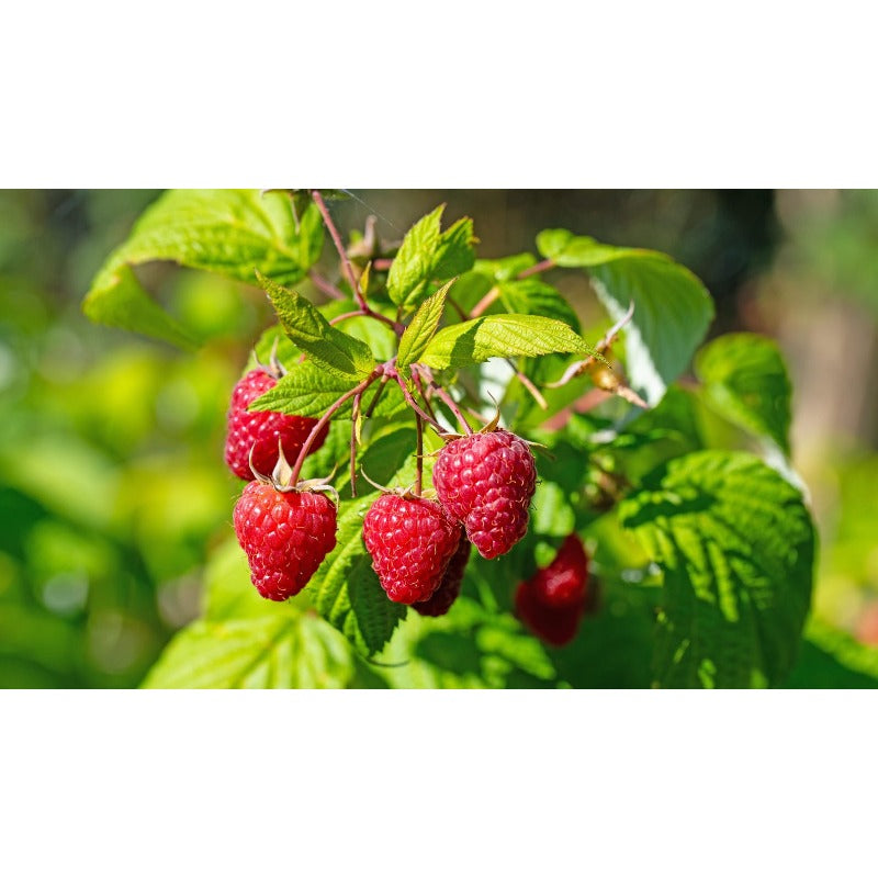 83Pcs Outdoor Seeds Raspberry Seeds Well Formed Plants Easy To Grow For Attractive Outlines