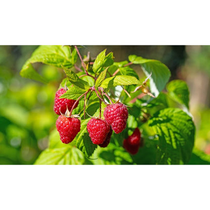 83Pcs Outdoor Seeds Raspberry Seeds Well Formed Plants Easy To Grow For Attractive Outlines