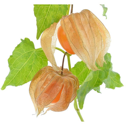 87Pcs Gooseberry Currant Seeds Quick To Establish Ideal For Shrub-Focused Garden Design Projects