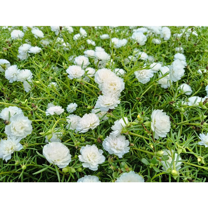 1000pcs Moss Rose Seeds Perfect for home planting form continuous blooming mats for open ground decorative use