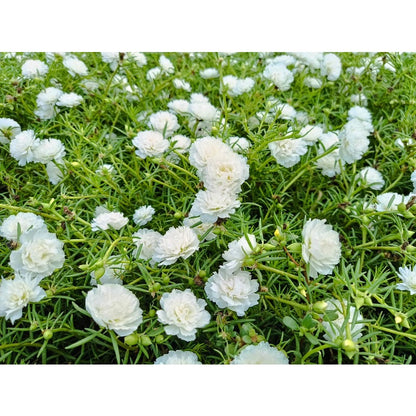 1000pcs Moss Rose Seeds Perfect for home planting form continuous blooming mats for open ground decorative use