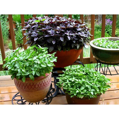 500pcs Basil Seeds Simple to Grow add elegant natural ornamental charm to patio grounds and garden landscape spaces