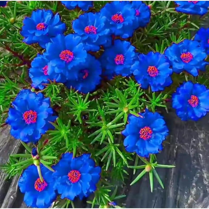 1000pcs Mixed Moss Rose Seeds for Planting Outdoor Beautiful Garden Decor Home