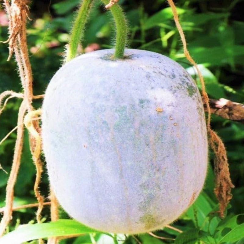 30pcs Suitable for beginner planting Winter Melon Seeds flourish in loose fertile soil suited for trellis and ground cultivation