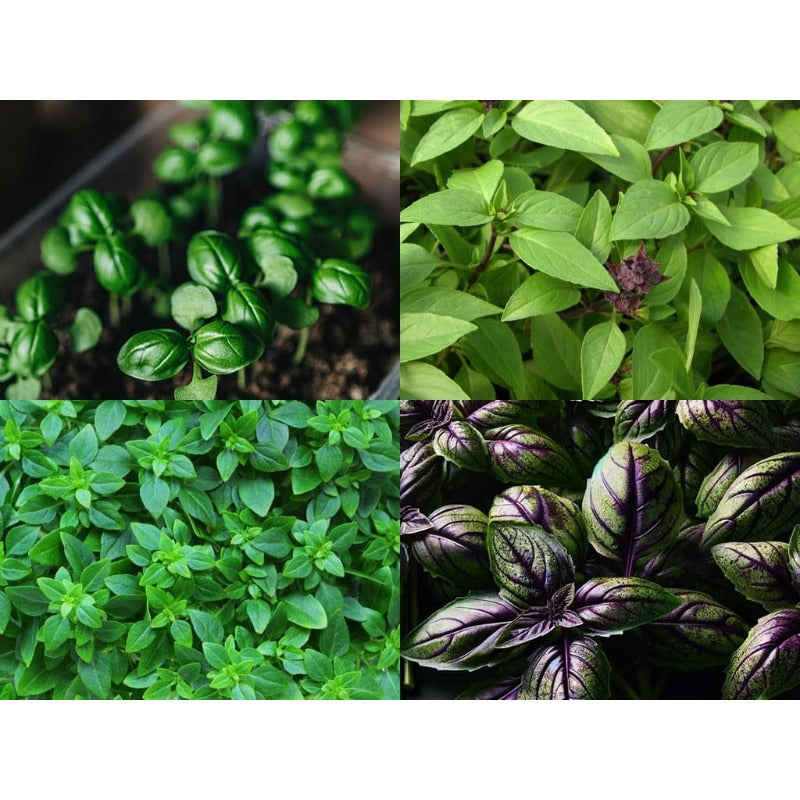 500pcs Basil Seeds Effortless Cultivation fit small and medium patio and garden landscape layout demands