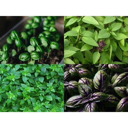 500pcs Basil Seeds Effortless Cultivation fit small and medium patio and garden landscape layout demands