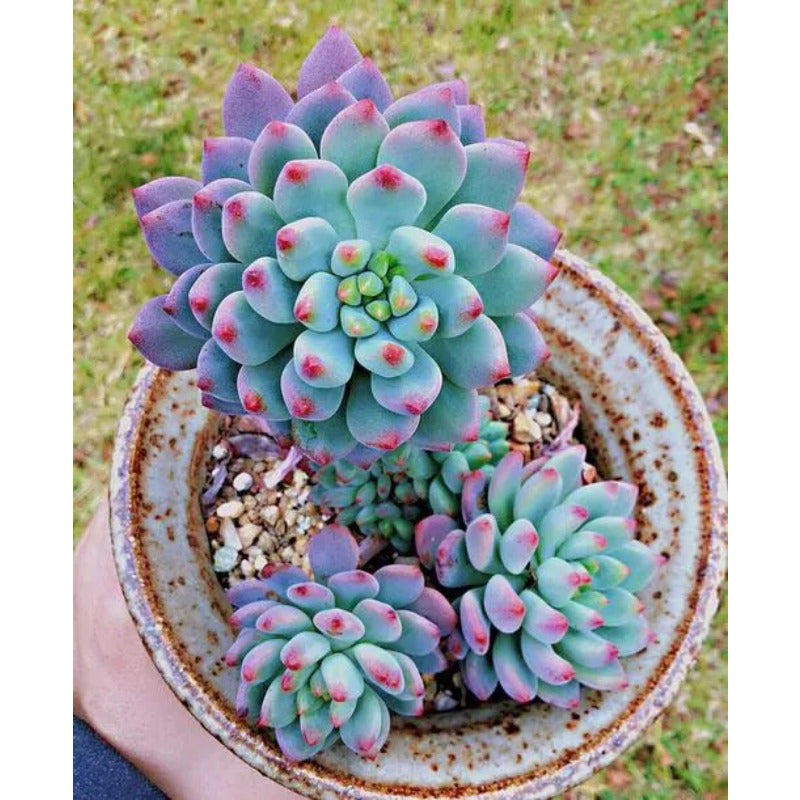 1000pcs Mixed Succulent Seeds Flowering Succulent Mix | Non GMO Garden & Bonsai Plants