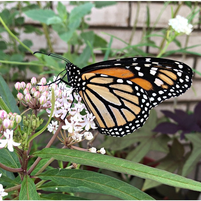 200pcs Suitable for beginner planting Milkweed Seeds flourish in loose well drained soil suited for home garden cultivation