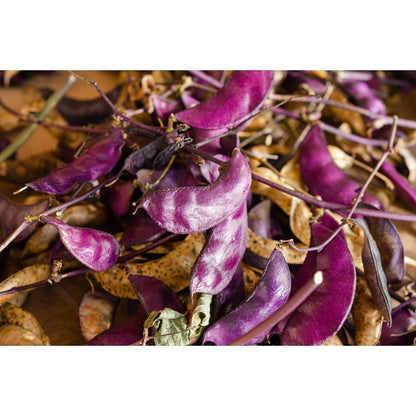 7Pcs Ideal For Creating Vertical Gardens On Walls And Trellises Hyacinth Bean Seeds