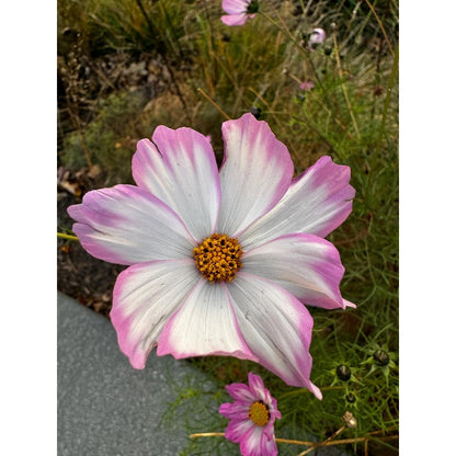 80Pcs Perfect For Those Who Love Effortless Gardening Success Cosmos Seeds Easy To Grow
