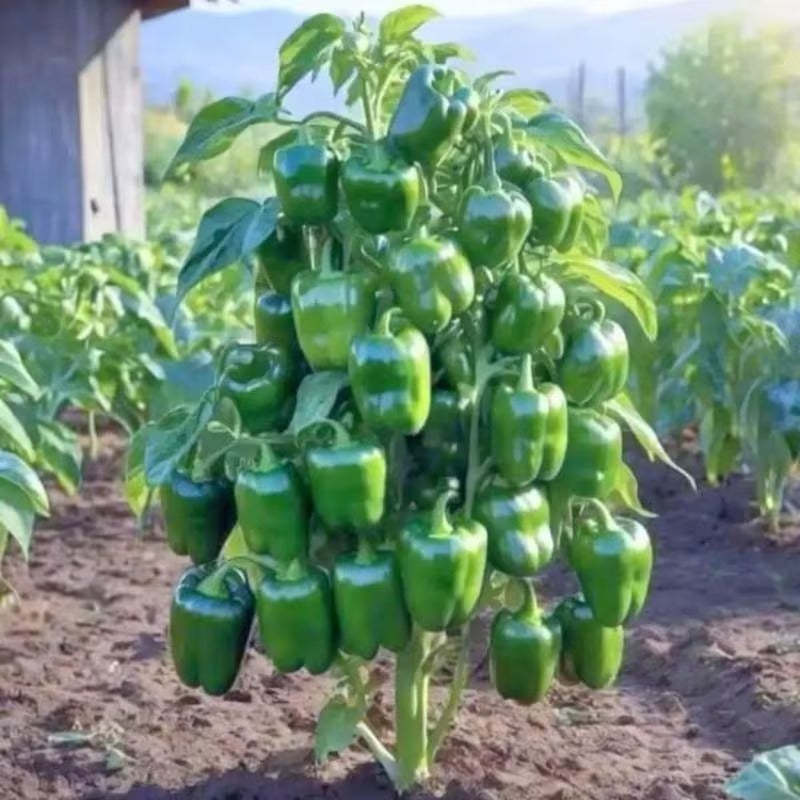 200pcs Pepper Seeds for planting in residential home garden areas and private compact planting plots