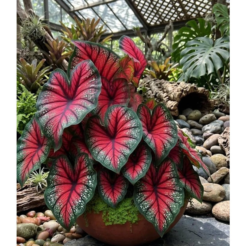 100pcs Caladium Bicolor Seeds Simple to Grow add refined elegant texture to plain indoor spaces and quiet shaded yard landscapes
