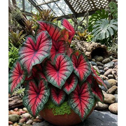 100pcs Caladium Bicolor Seeds Simple to Grow add refined elegant texture to plain indoor spaces and quiet shaded yard landscapes