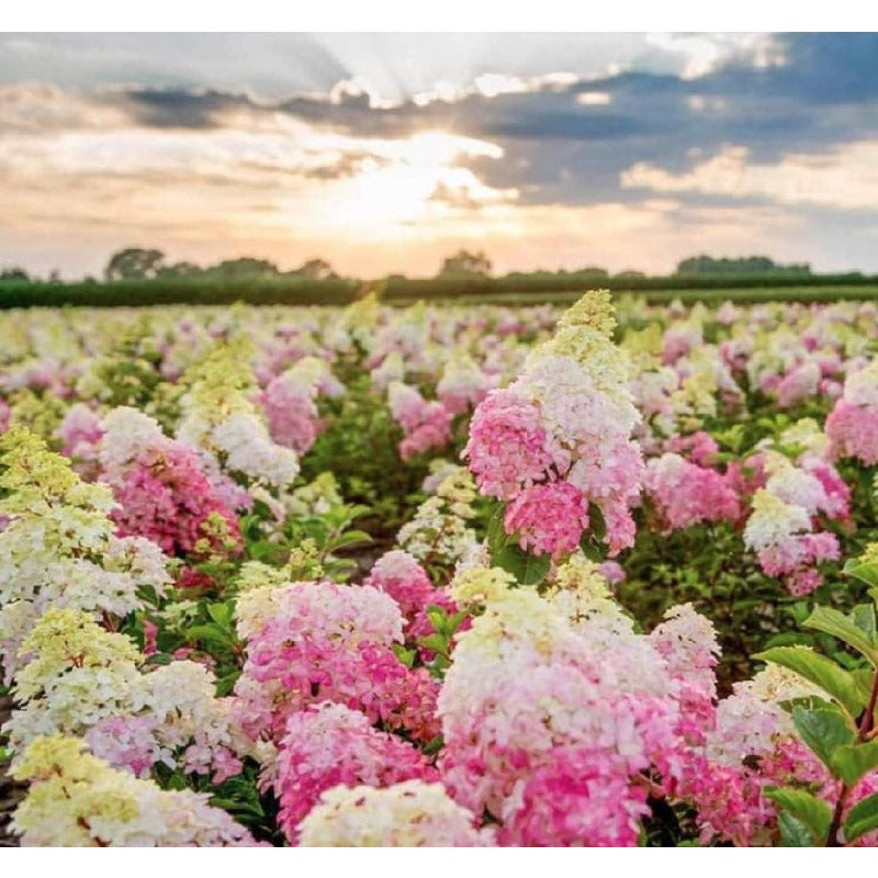 50pcs Strawberry Hydrangea seeds Pink Perennial Flower, Hardy Ornamental