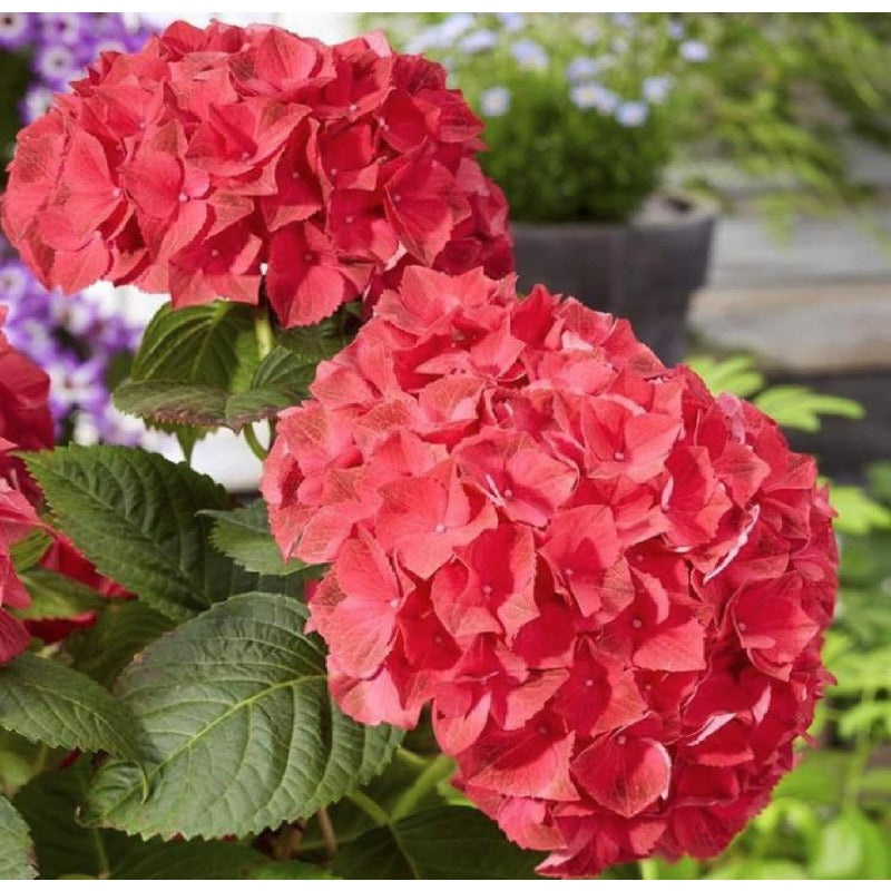50pcs Hydrangea Seeds Red Perennial: Showy Hardy Outdoor Flower Seed Pack Non GMO