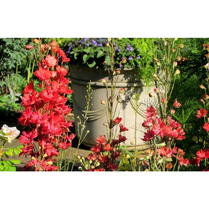 Scarlet Spire Rocket Larkspur Delphinium Seeds - 200 seeds Flowers Garden Border Tall Flower Grow Your Own Home Farm Patio Healthy
