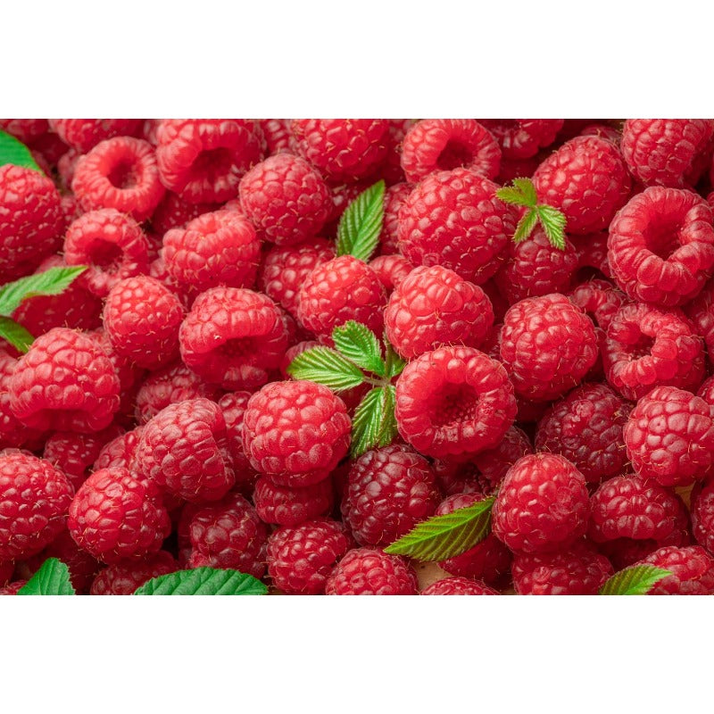 83Pcs Outdoor Seeds Raspberry Seeds Well Formed Plants Easy To Grow For Attractive Outlines