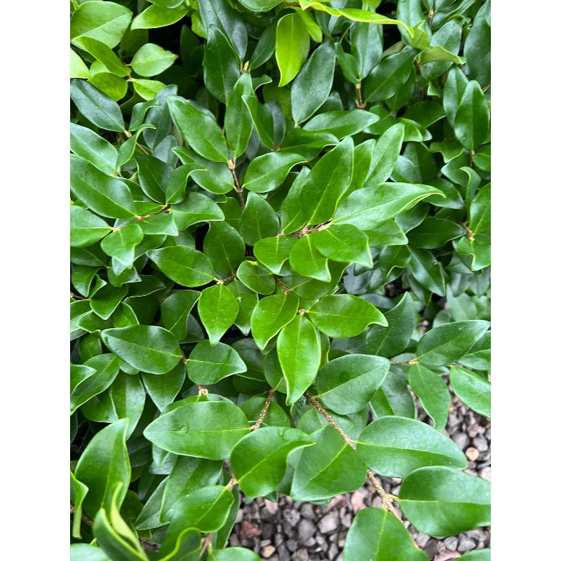 50Pcs Ornamental Ligustrum Seeds Low Maintenance Delicate Leaves with Ligustrum Seeds for Wall Covering
