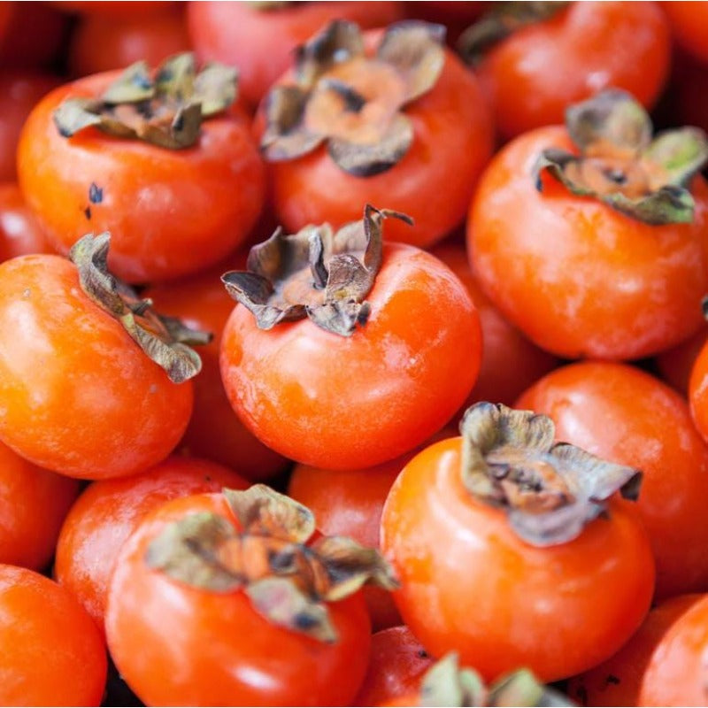 48Pcs Persimmon Seeds Convenient for planting establish firmly under bright natural light and well ventilated open air surroundings
