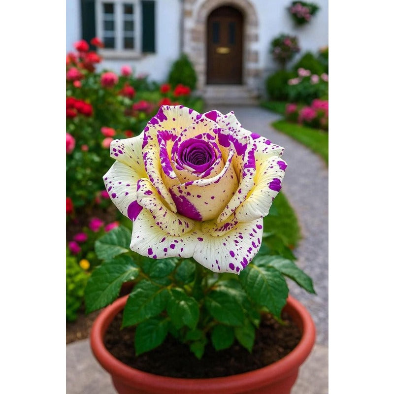 Multi Color Rose Seeds 100 Pack Cold Resistant Perennial Flower Seeds