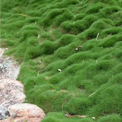 475Pcs Grass Seeds Simple for planting form continuous dense turf mats in sunny open zones and leisure yard spaces