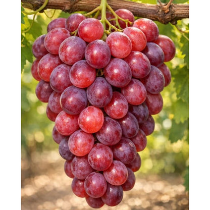 Red Grape Seeds Heirloom Non GMO Fruit Vine Seeds