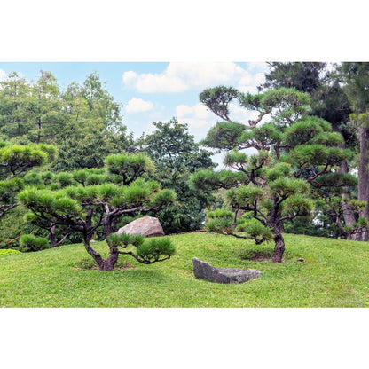 90Pcs Pine Seeds perfect for mass sowing in yard vacant margins, open lot spots and large garden corners