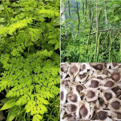 20Pcs Moringa Seeds Strong Root System Provides Stability In Various Soil Types